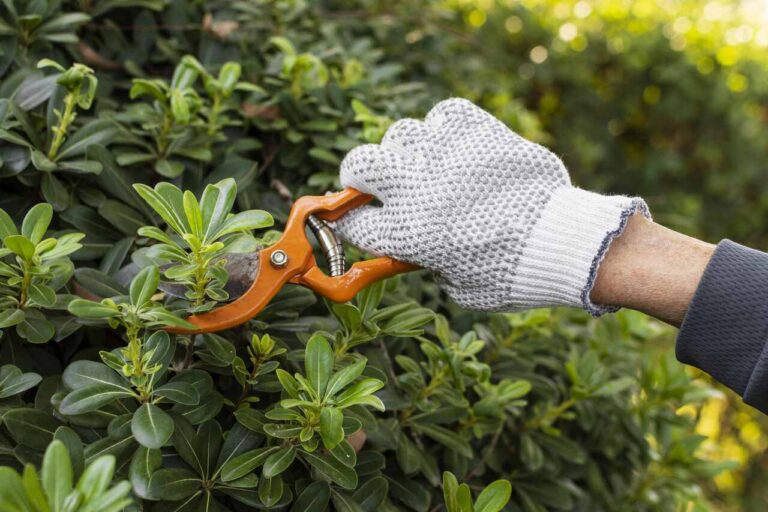 content pruning seo importancia